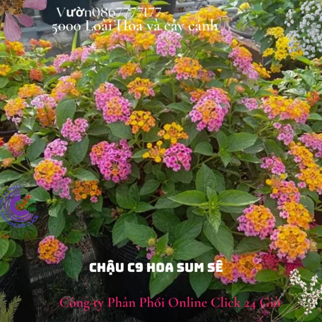 Chậu hoa ngũ sắc HỒNG VÀNG lá nhỏ giống bụi siêu xinh - Ảnh 17