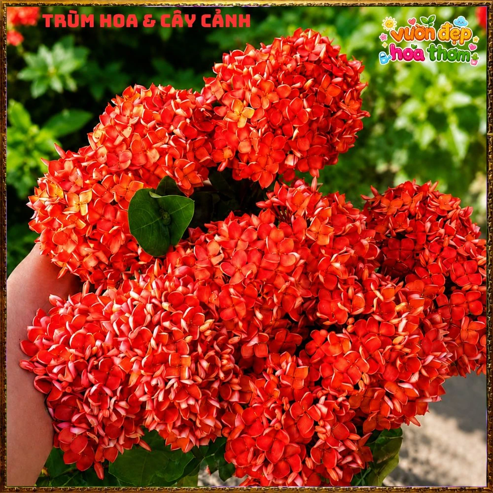 Hoa Trang – Mẫu Đơn