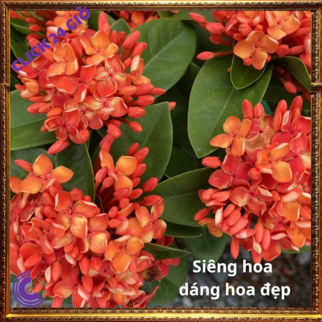 Chậu Hoa Trang Đỏ Cam Lá Trung - Ảnh 2