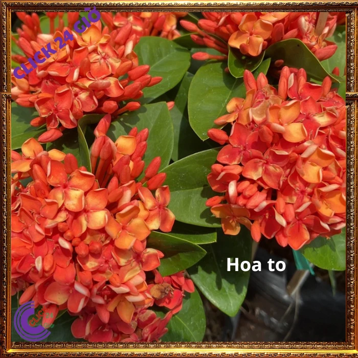 Chậu Hoa Trang Đỏ Cam Lá Trung - Ảnh 3