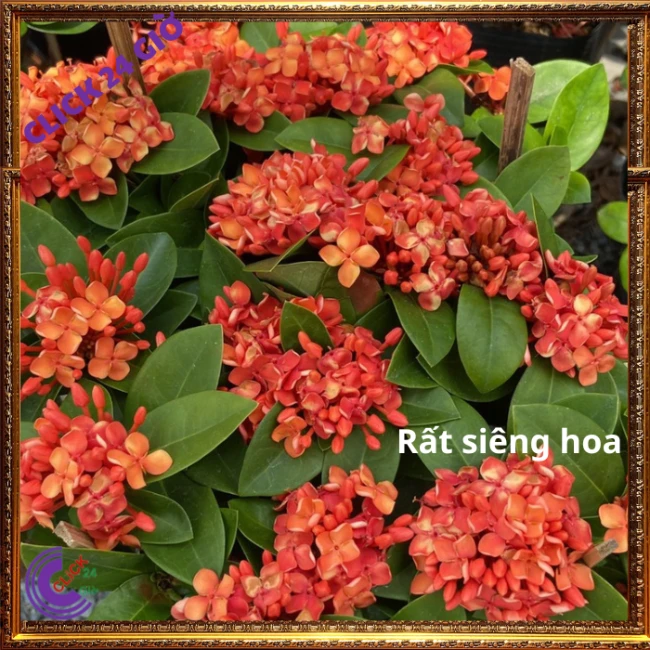 Chậu Hoa Trang Đỏ Cam Lá Trung - Ảnh 4