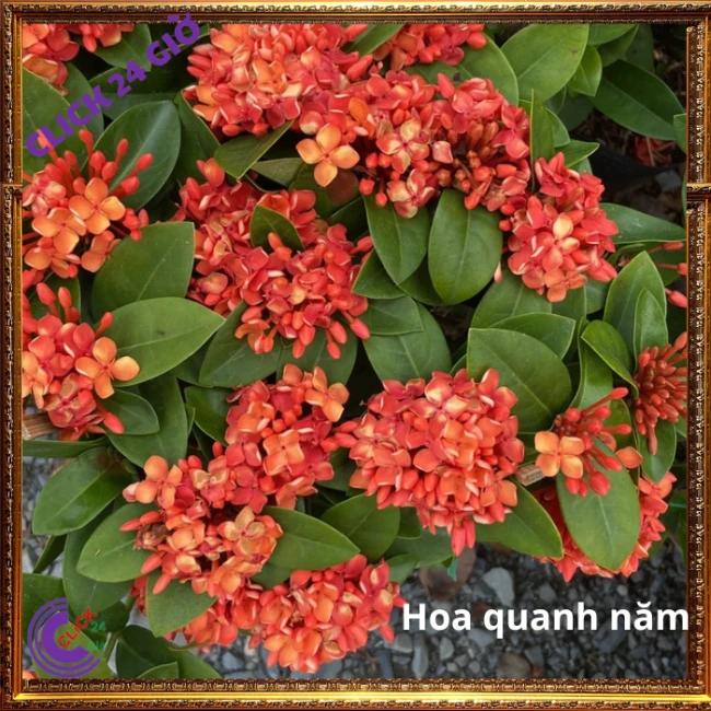 Chậu Hoa Trang Đỏ Cam Lá Trung - Ảnh 5