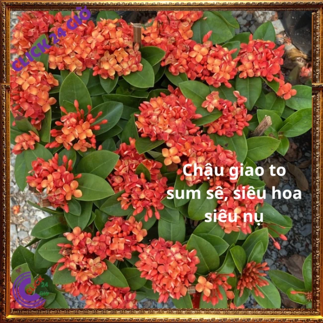 Chậu Hoa Trang Đỏ Cam Lá Trung - Ảnh 6