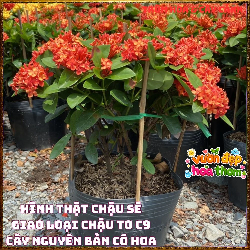 Chậu Hoa Trang Đỏ Cam Lá Trung - Ảnh 7
