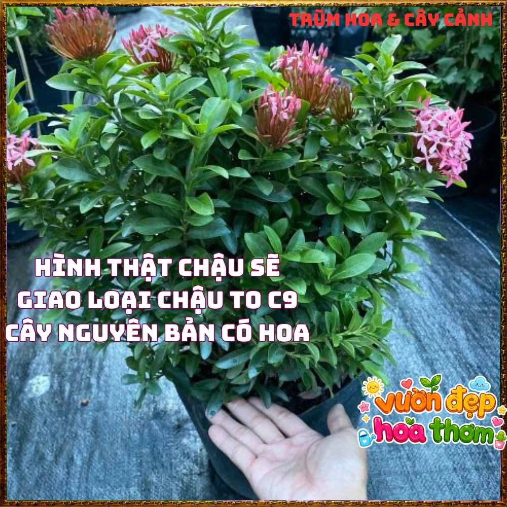Chậu Hoa Trang Tím Hồng Lá Nhỏ - Ảnh 9