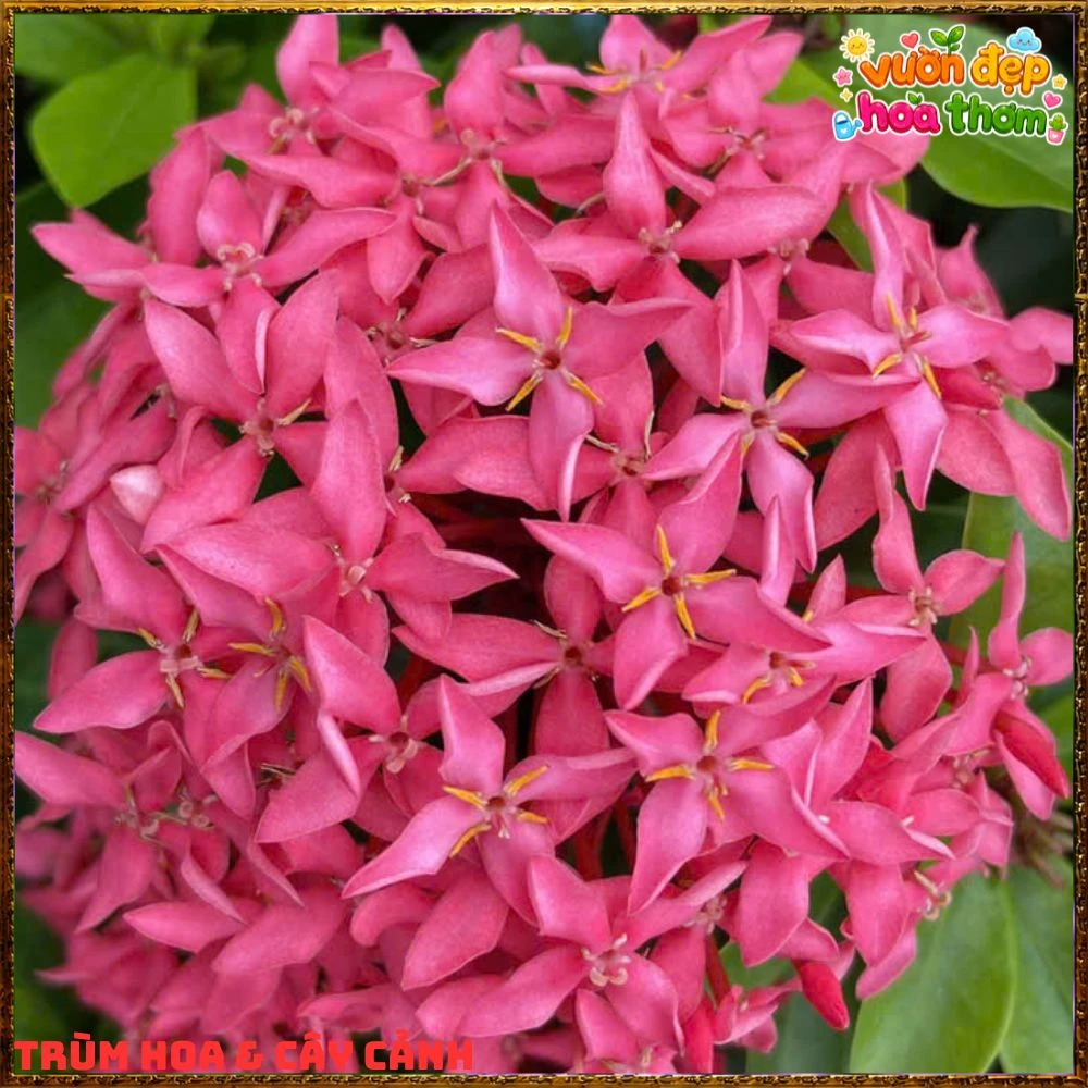 Chậu Hoa Trang Tím Hồng Lá Nhỏ - Ảnh 10