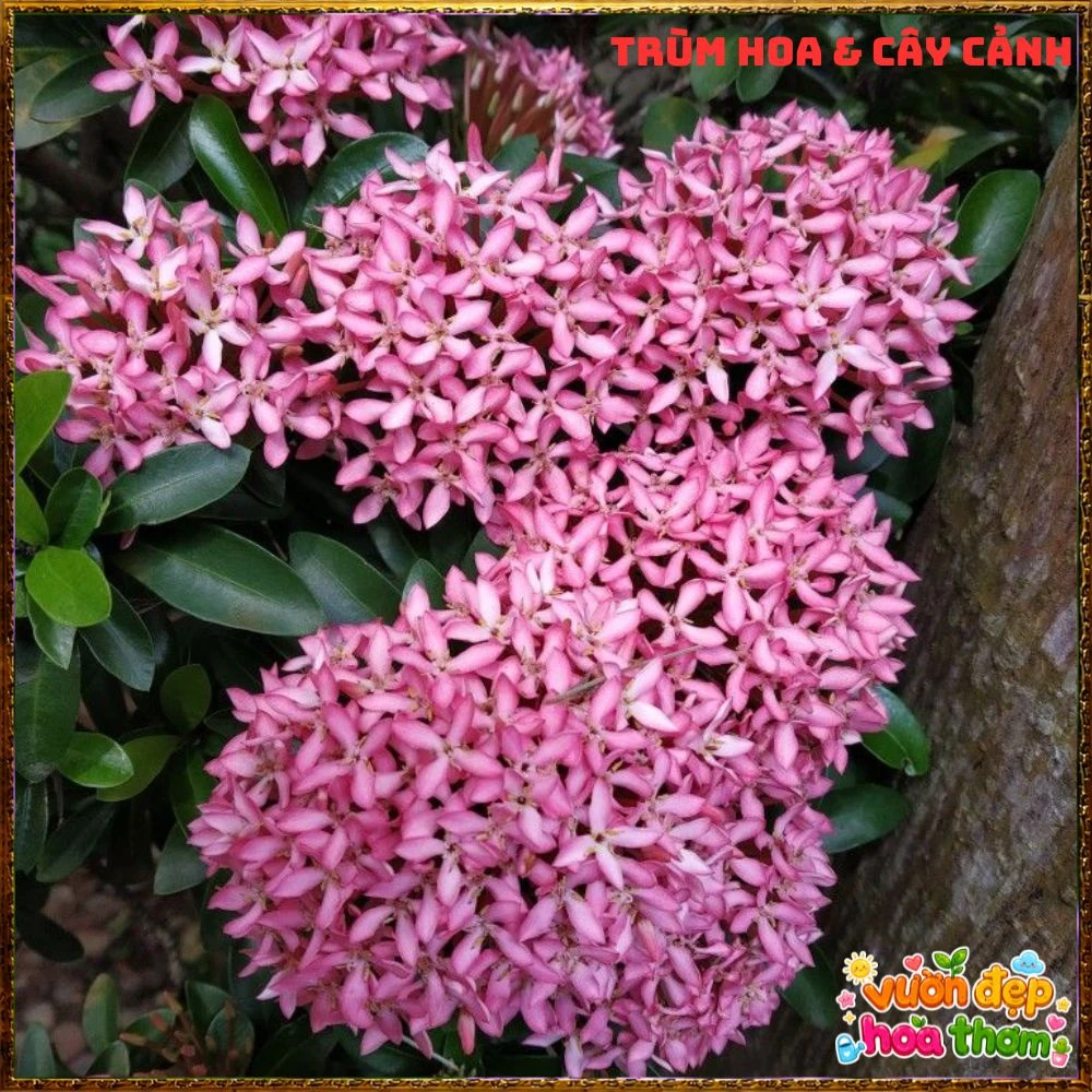 Chậu Hoa Trang Tím Hồng Lá Nhỏ - Ảnh 11