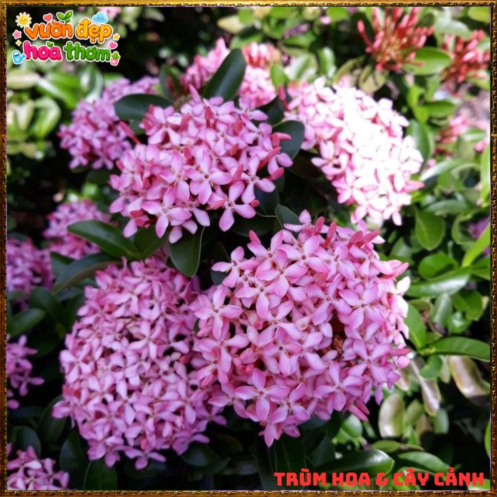 Chậu Hoa Trang Tím Hồng Lá Nhỏ - Ảnh 12