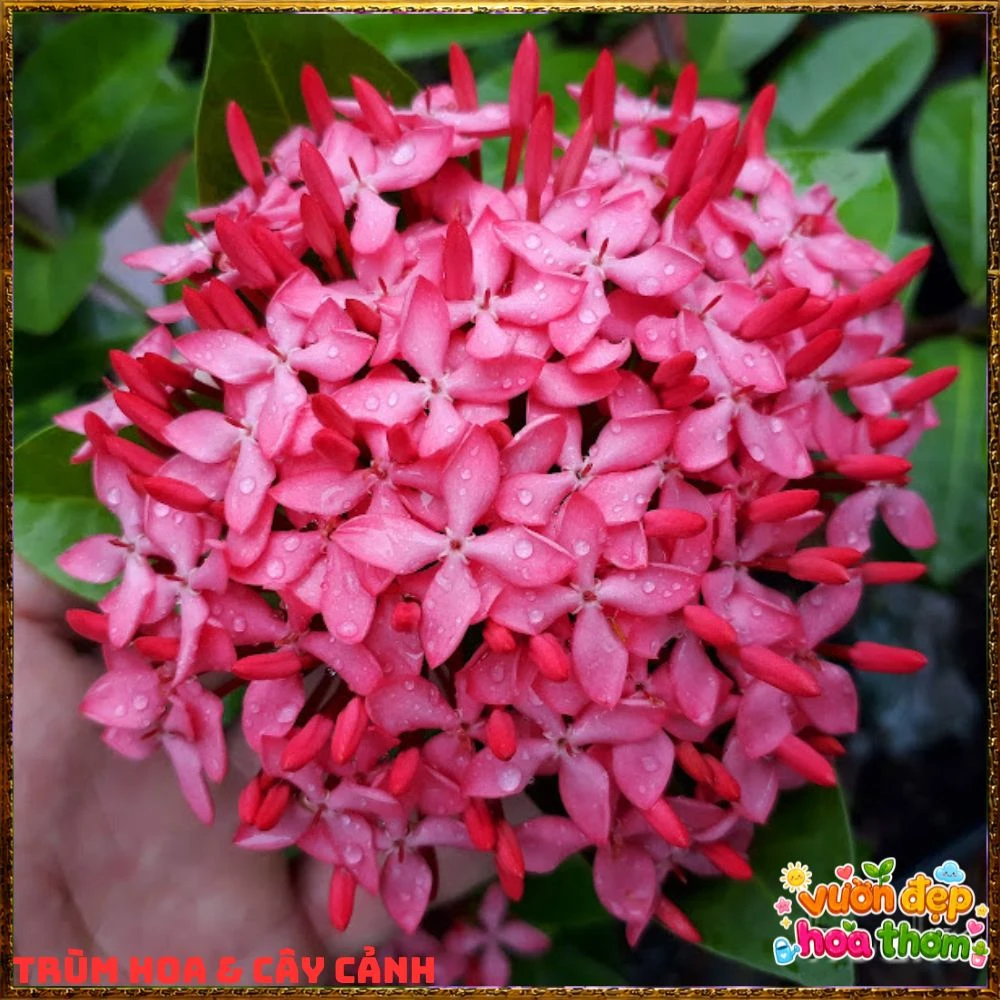 Chậu Hoa Trang Tím Hồng Lá Nhỏ - Ảnh 14