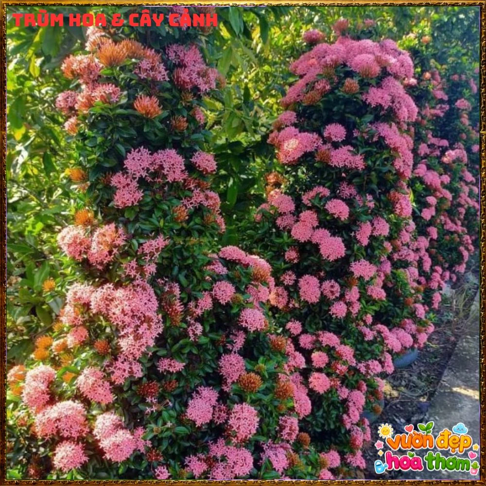 Chậu Hoa Trang Tím Hồng Lá Nhỏ - Ảnh 15
