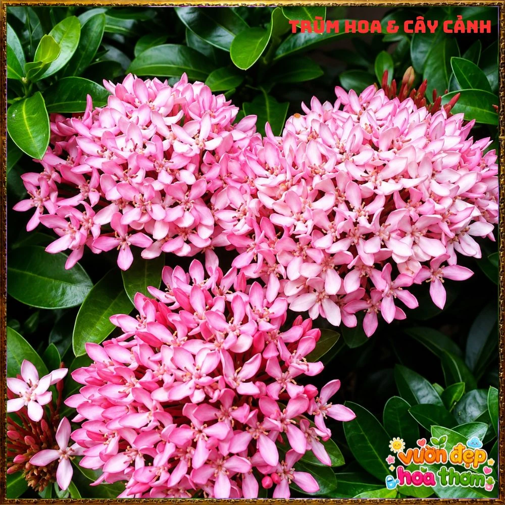 Chậu Hoa Trang Tím Hồng Lá Nhỏ - Ảnh 16