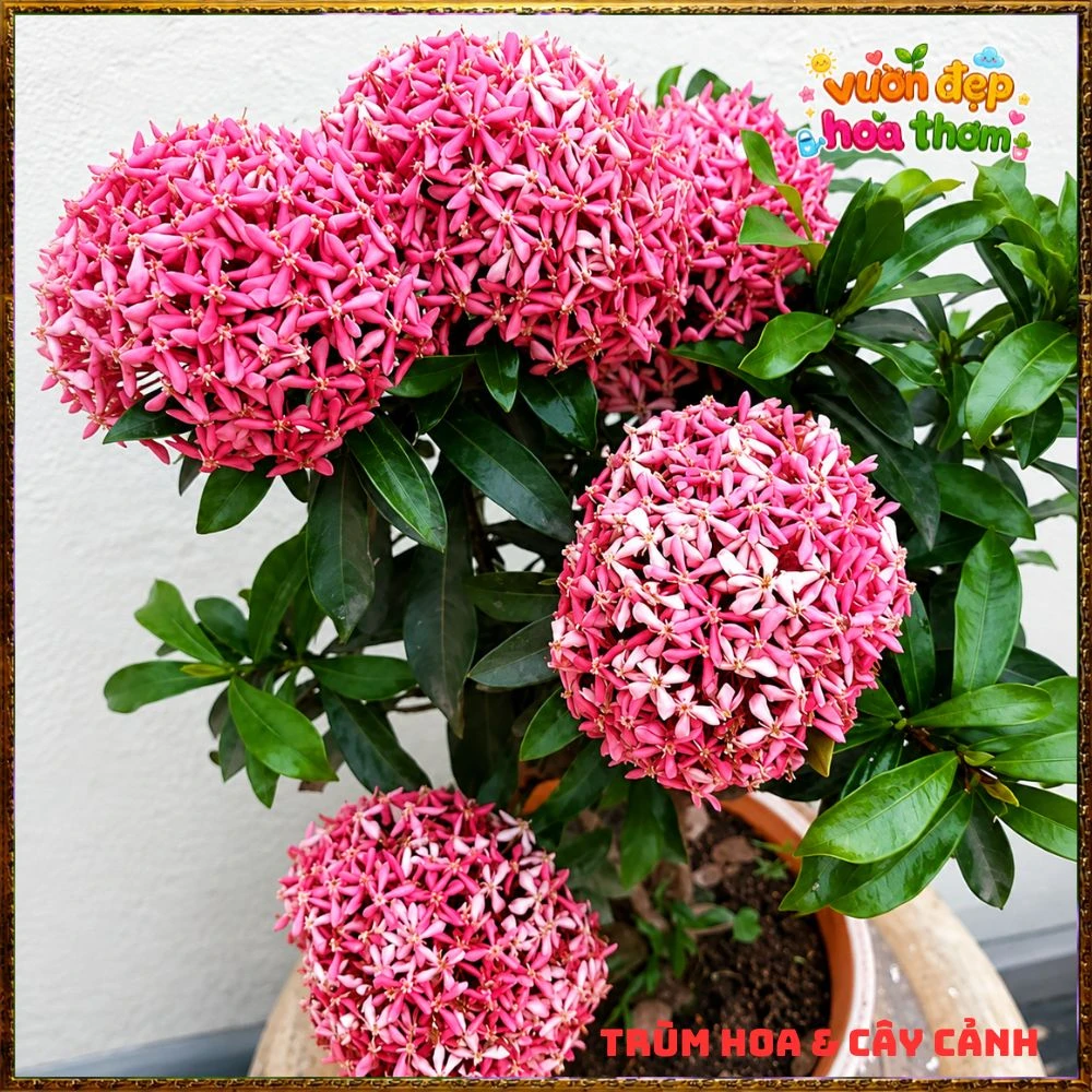 Chậu Hoa Trang Tím Hồng Lá Nhỏ