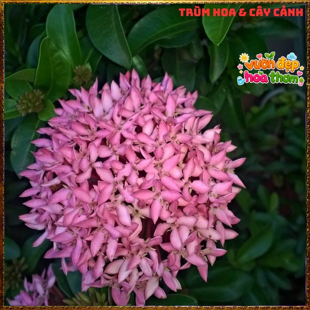 Chậu Hoa Trang Tím Hồng Lá Nhỏ - Ảnh 6