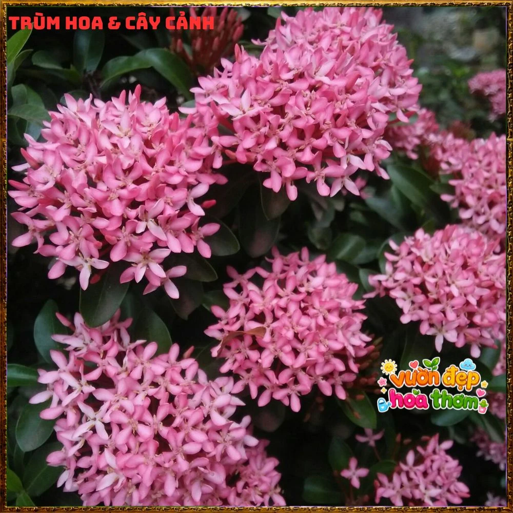 Chậu Hoa Trang Tím Hồng Lá Nhỏ - Ảnh 8