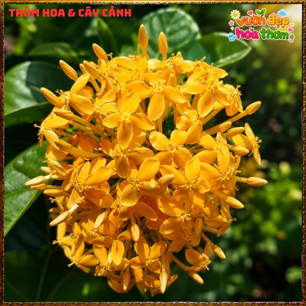 Chậu Hoa Trang Mỹ Vàng Chùm Lớn - Ảnh 2