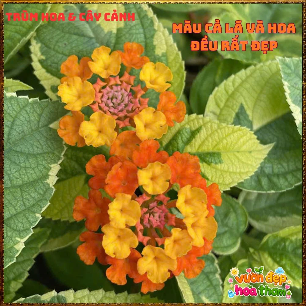 Chậu hoa ngũ sắc CAM ĐIỂM VÀNG LÁ CẨM THẠCH - Ảnh 6