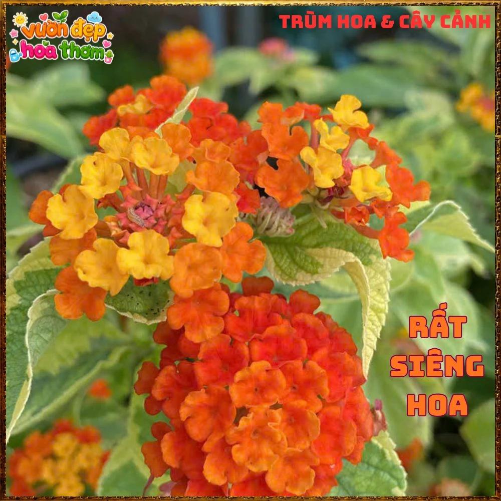 Chậu hoa ngũ sắc CAM ĐIỂM VÀNG LÁ CẨM THẠCH