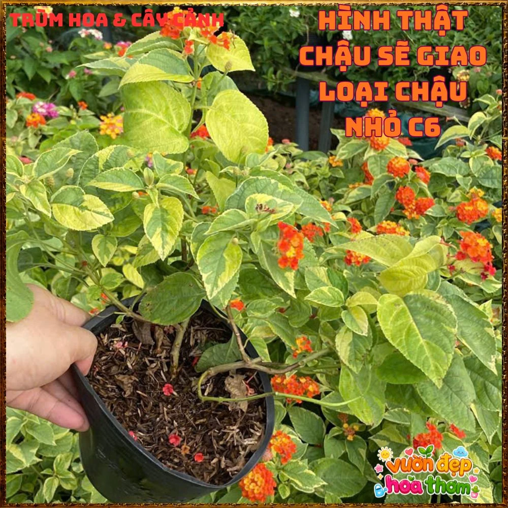 Chậu hoa ngũ sắc CAM ĐIỂM VÀNG LÁ CẨM THẠCH - Ảnh 12
