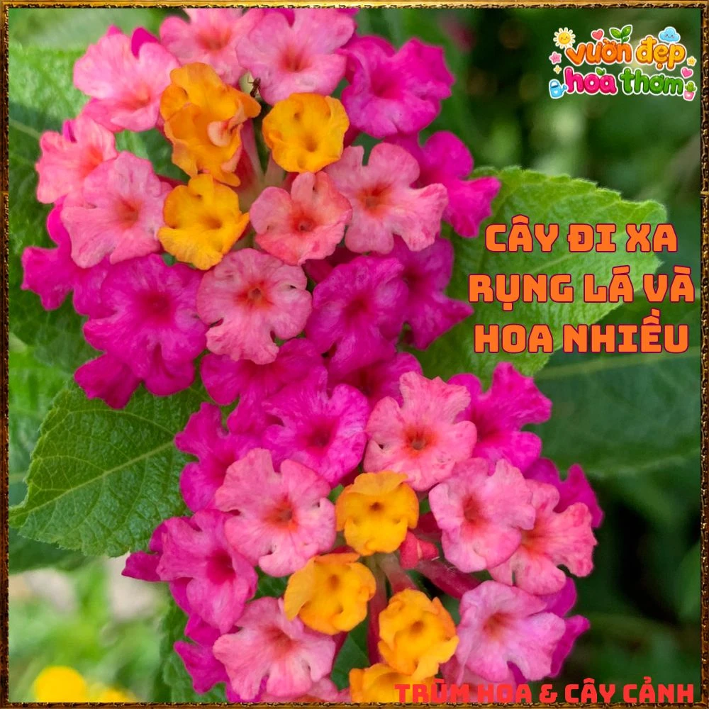 Chậu hoa ngũ sắc TÍM VÀNG LÁ LÔNG giống bụi lùn - Ảnh 8