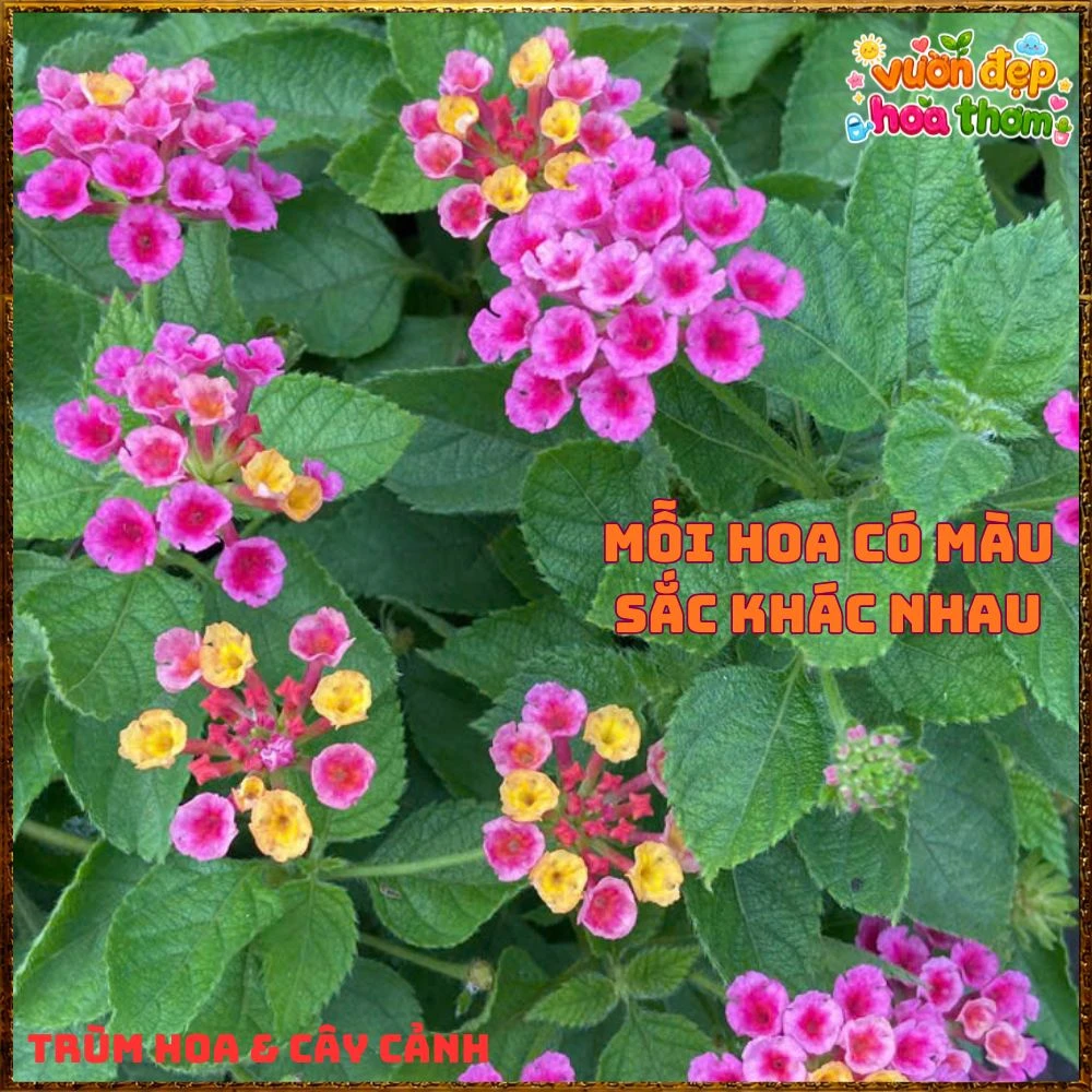 Chậu hoa ngũ sắc TÍM VÀNG LÁ LÔNG giống bụi lùn - Ảnh 12