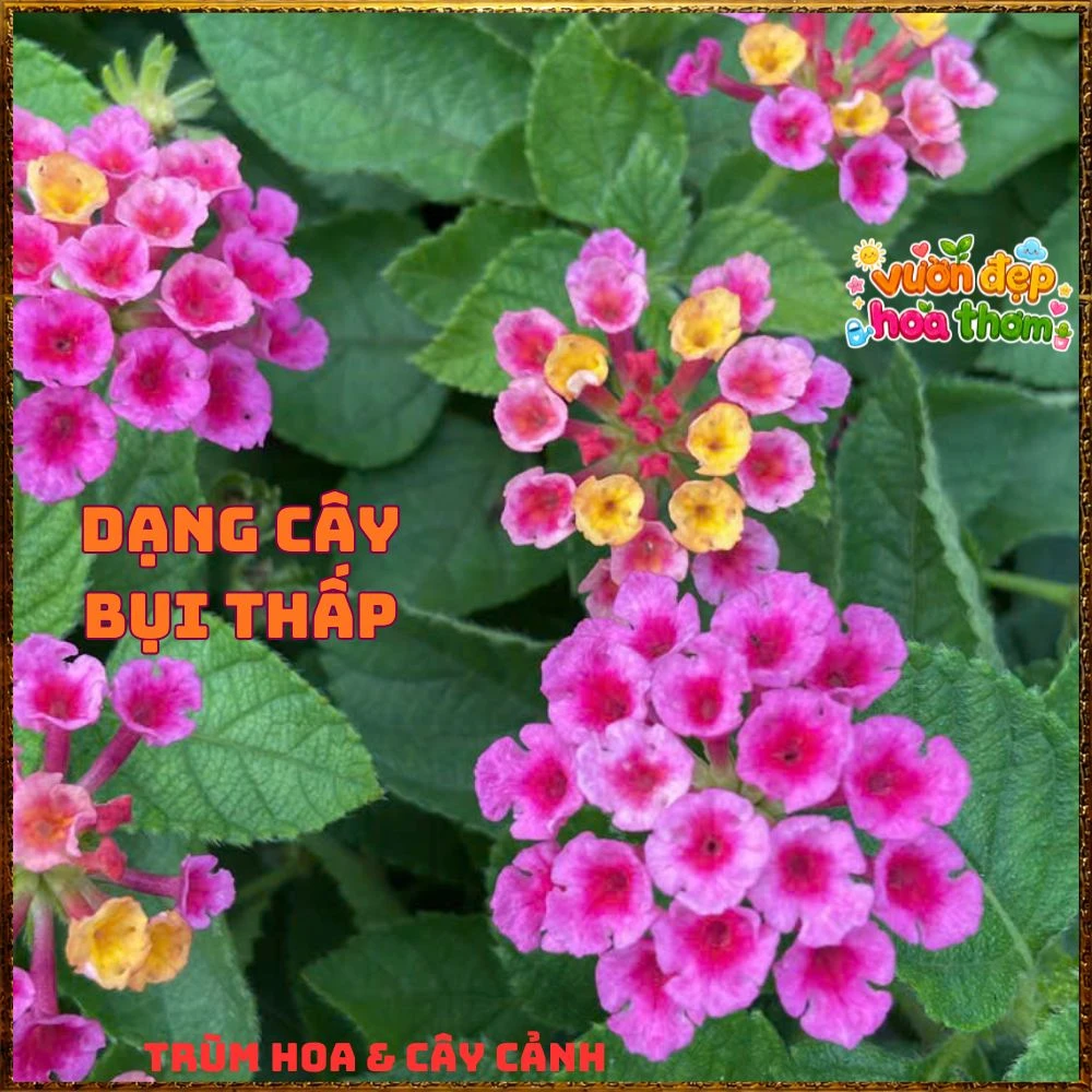 Chậu hoa ngũ sắc TÍM VÀNG LÁ LÔNG giống bụi lùn - Ảnh 13