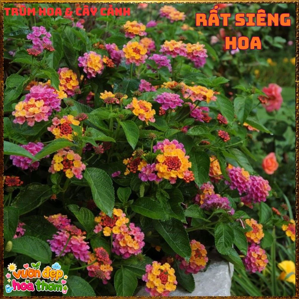 Chậu hoa ngũ sắc TÍM VÀNG LÁ LÔNG giống bụi lùn - Ảnh 2