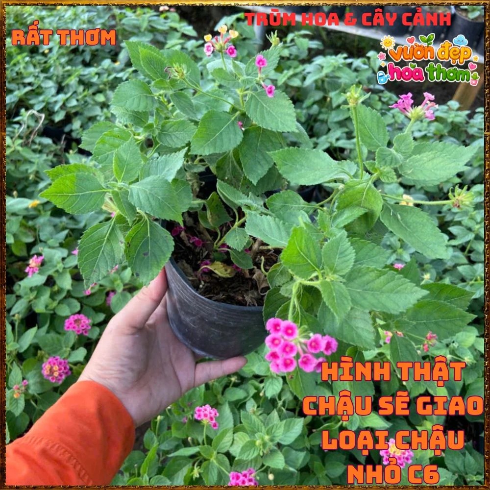 Chậu hoa ngũ sắc TÍM VÀNG LÁ LÔNG giống bụi lùn - Ảnh 5
