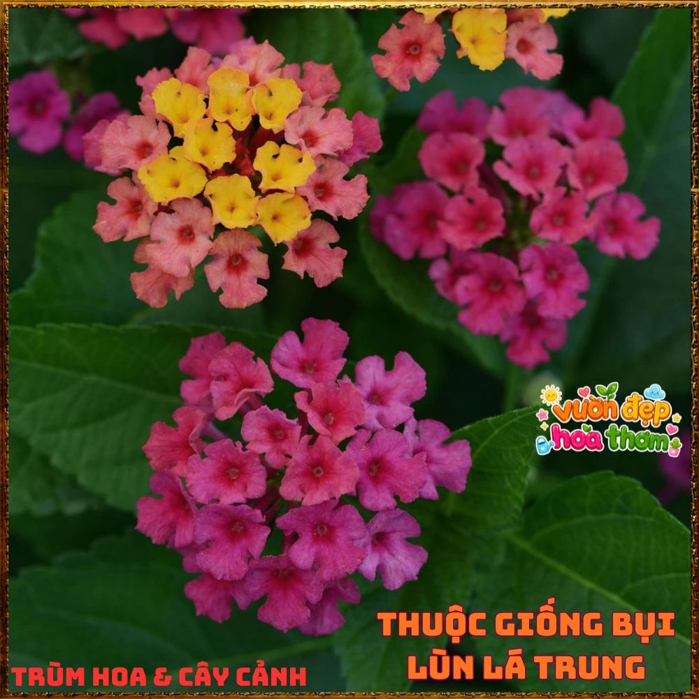 Chậu hoa ngũ sắc TÍM VÀNG LÁ LÔNG giống bụi lùn - Ảnh 6