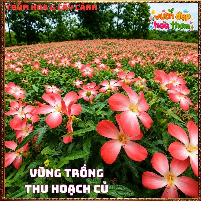 Chậu Hoa Sâm Bố Chính Rực Rỡ Dễ Trồng Nhanh Lớn - Ảnh 9