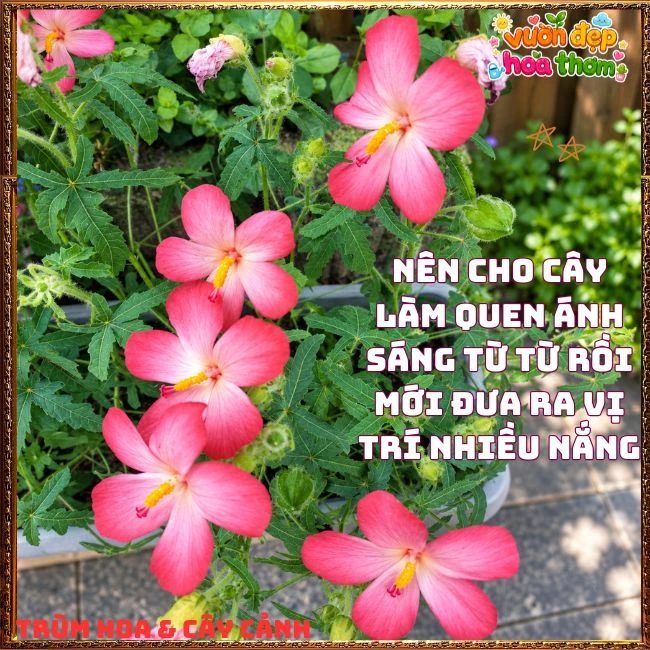 Chậu Hoa Sâm Bố Chính Rực Rỡ Dễ Trồng Nhanh Lớn - Ảnh 6