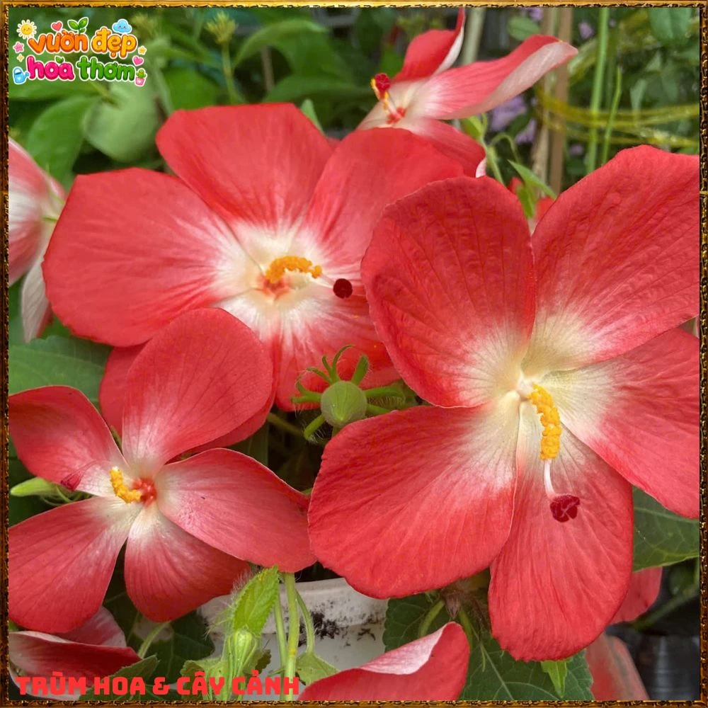 Chậu Hoa Sâm Bố Chính Rực Rỡ Dễ Trồng Nhanh Lớn - Ảnh 5