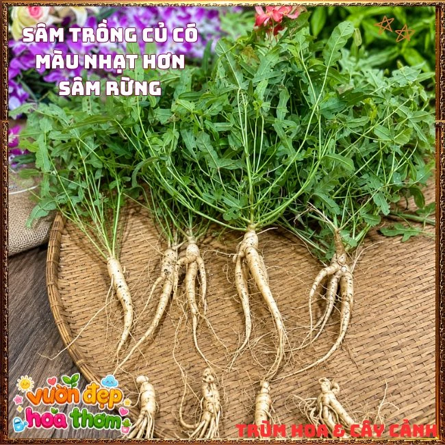 Chậu Hoa Sâm Bố Chính Rực Rỡ Dễ Trồng Nhanh Lớn - Ảnh 11