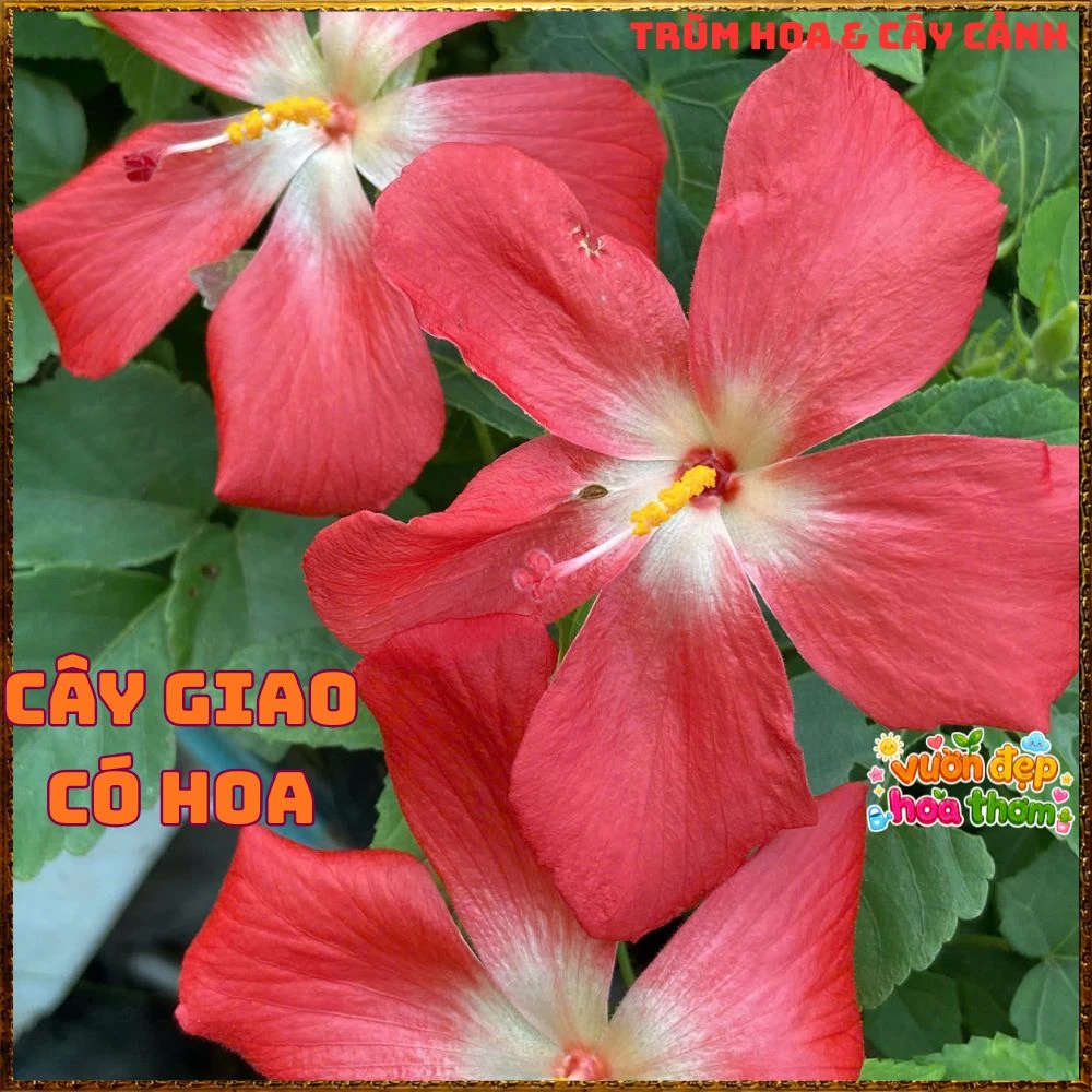 Chậu Hoa Sâm Bố Chính Rực Rỡ Dễ Trồng Nhanh Lớn - Ảnh 10