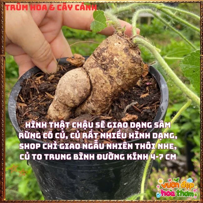 Chậu Hoa Sâm Bố Chính Rực Rỡ Dễ Trồng Nhanh Lớn - Ảnh 4