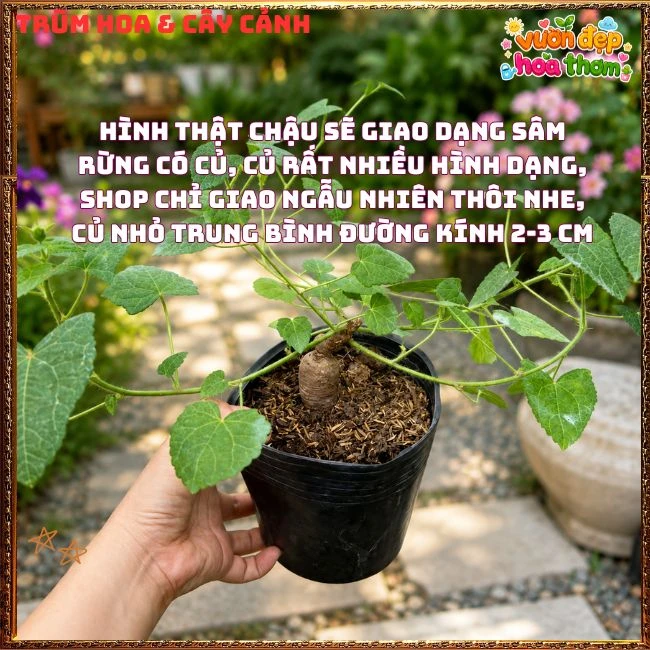 Chậu Hoa Sâm Bố Chính Rực Rỡ Dễ Trồng Nhanh Lớn - Ảnh 3