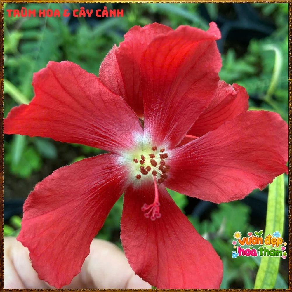 Cây Thập Tự Hoa Thưa Hiếm Lạ Tuyệt Đẹp Củ Đùi Gà Dược Liệu Qúy - Ảnh 10