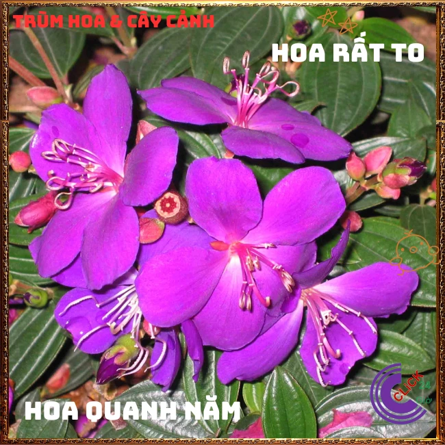 Chậu Hoa SIM thái bông to cây sum đẹp nhiều nhánh - Ảnh 4