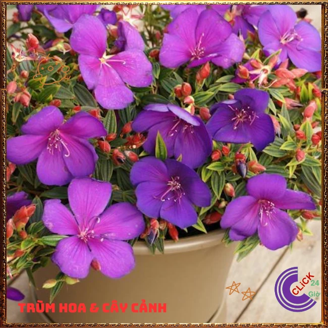 Chậu Hoa SIM thái bông to cây sum đẹp nhiều nhánh - Ảnh 5