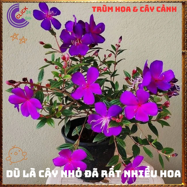 Chậu Hoa SIM thái bông to cây sum đẹp nhiều nhánh - Ảnh 7