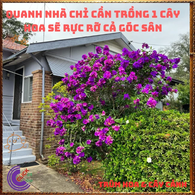Chậu Hoa SIM thái bông to cây sum đẹp nhiều nhánh - Ảnh 9
