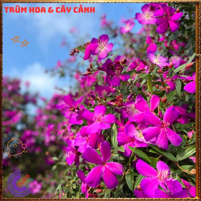 Chậu Hoa SIM thái bông to cây sum đẹp nhiều nhánh - Ảnh 10