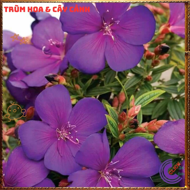 Chậu Hoa SIM thái bông to cây sum đẹp nhiều nhánh - Ảnh 11
