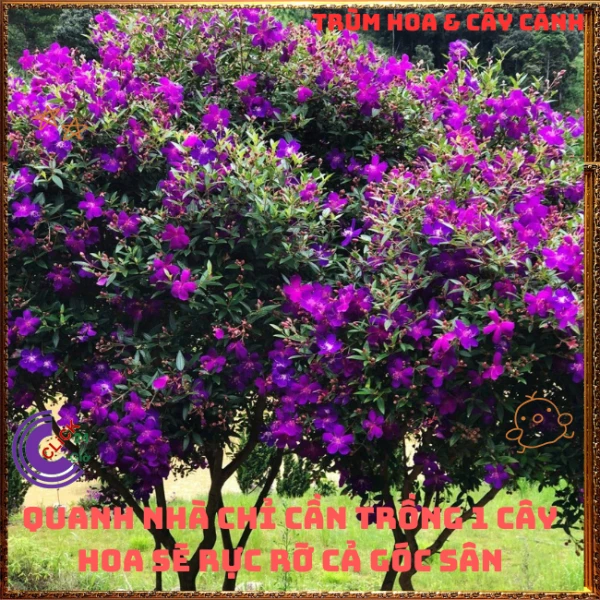 Chậu Hoa SIM thái bông to cây sum đẹp nhiều nhánh - Ảnh 3