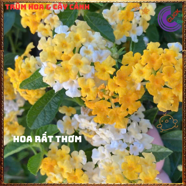 Chậu hoa ngũ sắc VÀNG TRẮNG giống rũ lá nhỏ trồng chậu rất đẹp - Ảnh 7