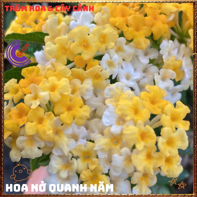 Chậu hoa ngũ sắc VÀNG TRẮNG giống rũ lá nhỏ trồng chậu rất đẹp - Ảnh 8