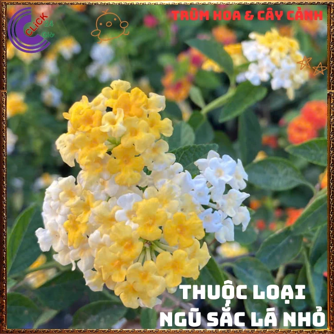 Chậu hoa ngũ sắc VÀNG TRẮNG giống rũ lá nhỏ trồng chậu rất đẹp - Ảnh 9
