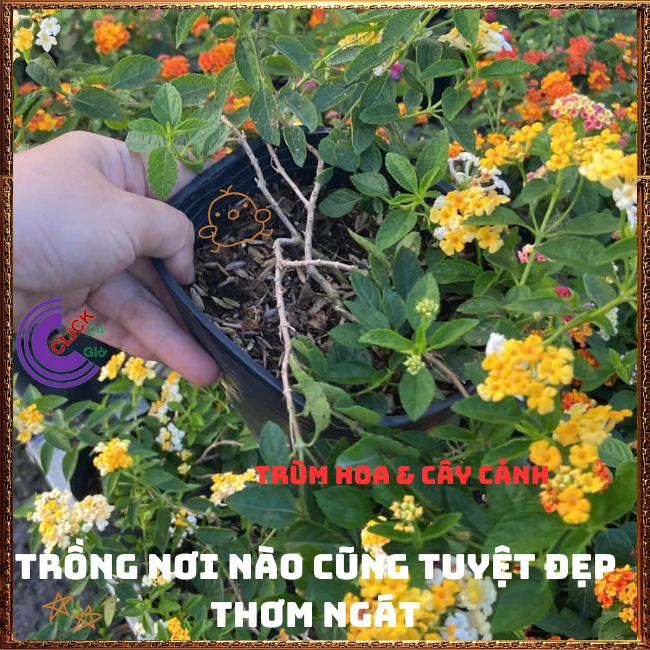 Chậu hoa ngũ sắc VÀNG TRẮNG giống rũ lá nhỏ trồng chậu rất đẹp - Ảnh 11