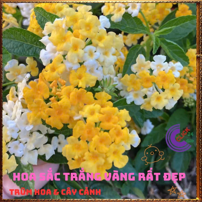Chậu hoa ngũ sắc VÀNG TRẮNG giống rũ lá nhỏ trồng chậu rất đẹp - Ảnh 12