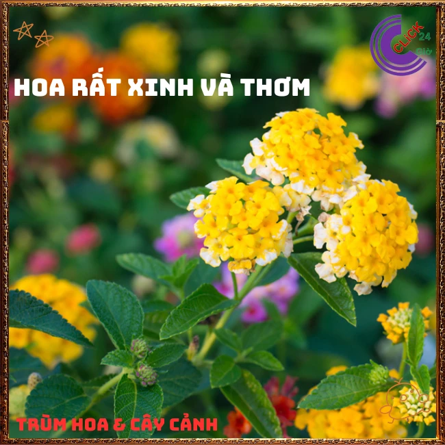 Chậu hoa ngũ sắc VÀNG TRẮNG giống rũ lá nhỏ trồng chậu rất đẹp - Ảnh 4