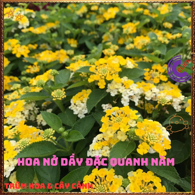 Chậu hoa ngũ sắc VÀNG TRẮNG giống rũ lá nhỏ trồng chậu rất đẹp - Ảnh 6